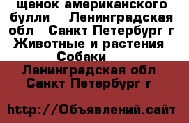 щенок американского булли  - Ленинградская обл., Санкт-Петербург г. Животные и растения » Собаки   . Ленинградская обл.,Санкт-Петербург г.